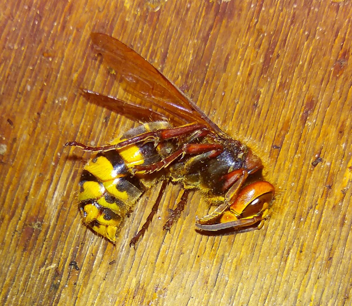 Филант пчелоед