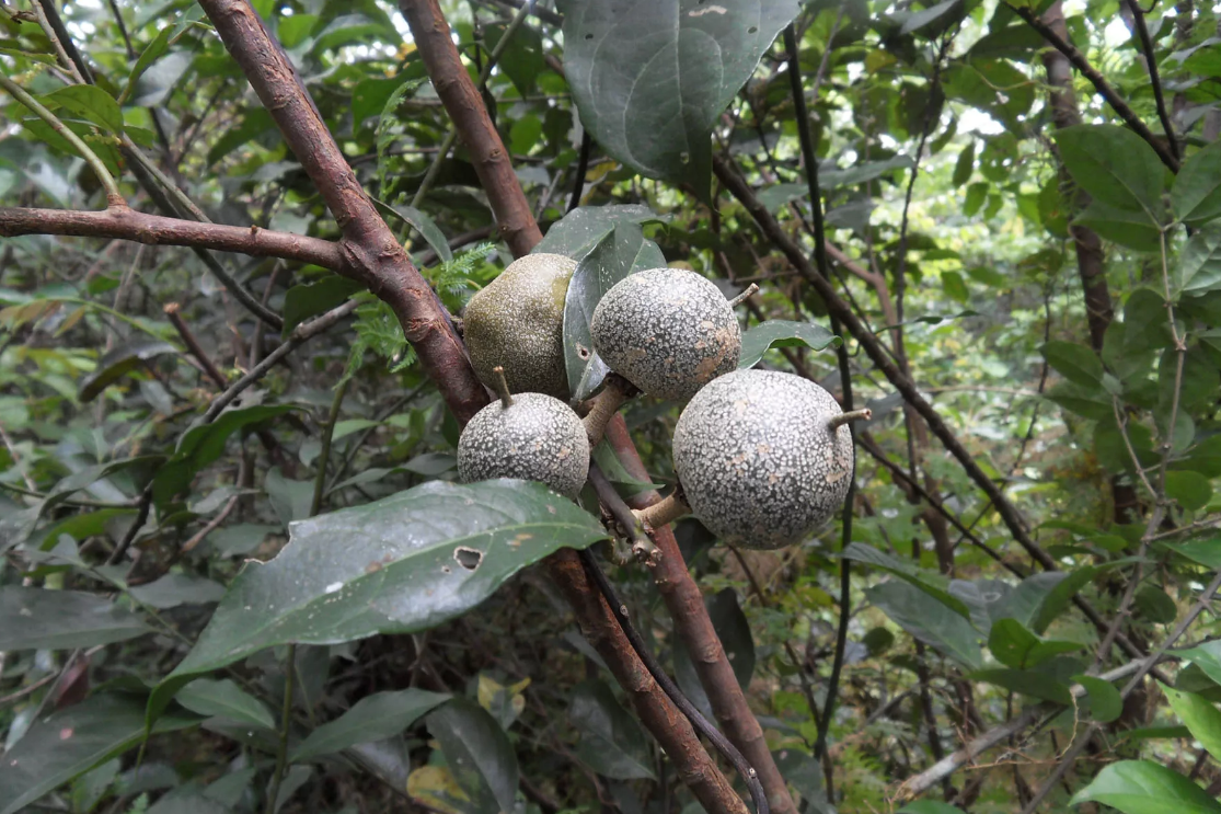 Браззеин заменитель сахара. Pentadiplandra brazzeana. Pentadiplandraceae. Dioscoreophyllum cumminsii. Ягода Dioscoreophyllum cumminsii.