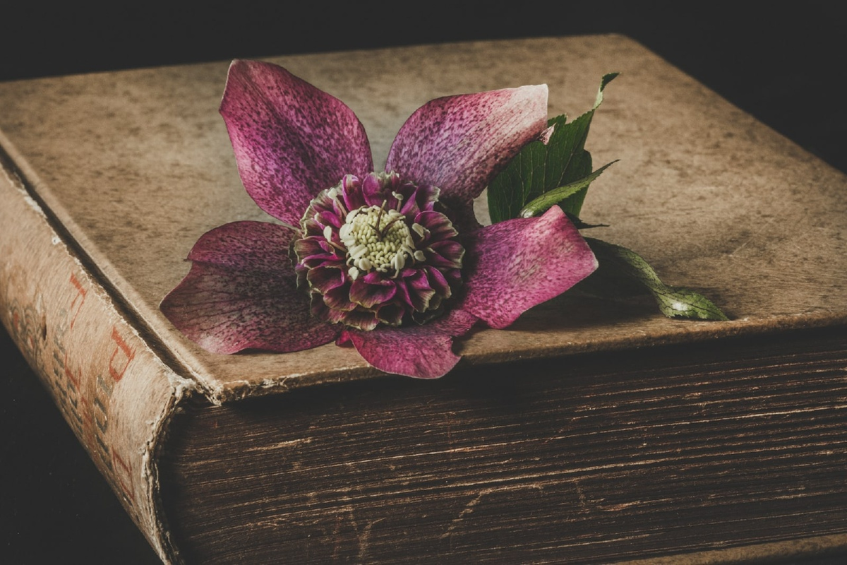 Фотограф: Ylanite Koppens: https://www.pexels.com/ru-ru/photo/2014695/
