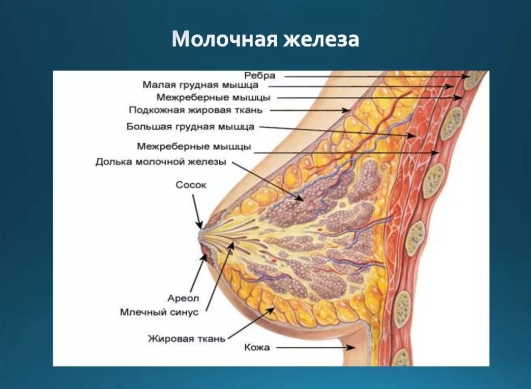 Где молочная железа. Строение молочных желёз. Молочная железа в сагиттальном разрезе. Строение молочной груди. Строение молочной железы женщины.