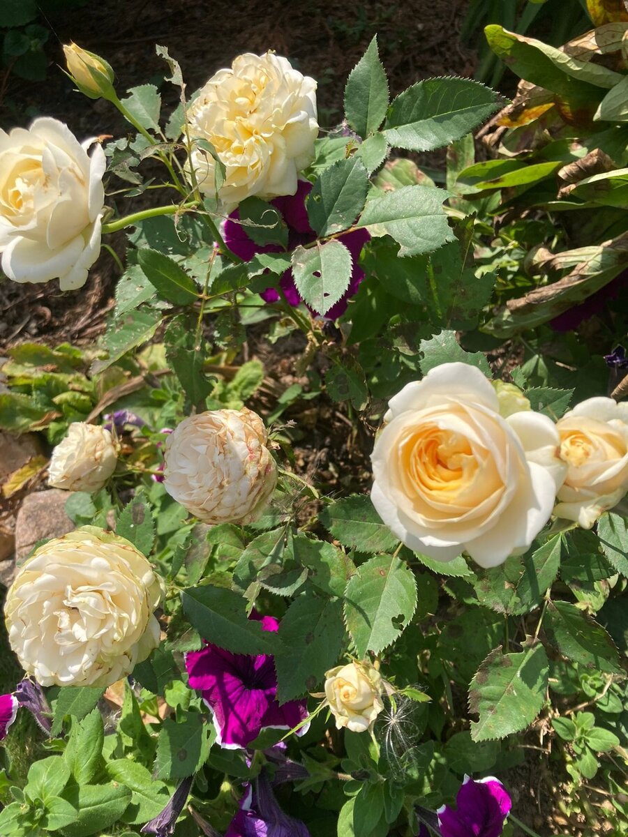 У двух бутонов, внутри кустика, которые начали распускаться в самую жару, края лепестков опалило жарким солнцем и они подсохли, не успев распуститься. Остальные бутончики раскрылись в прохладную, пасмурную погоду. И только сейчас заметила, что листики  у розы объедены каким-то пакостником. Сегодня - в обработку!