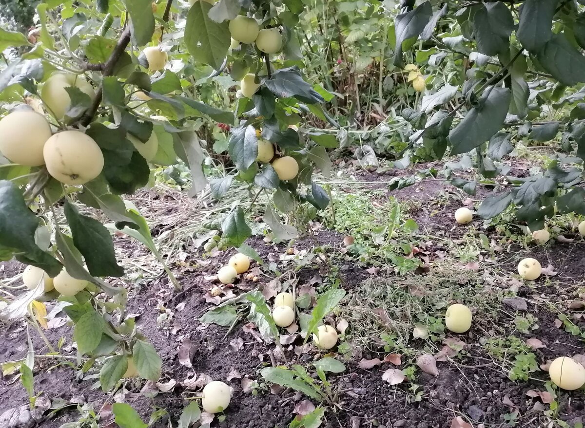 Юнга опадает, срочно собирать!
