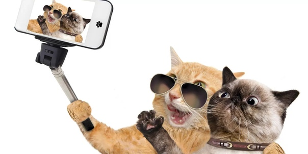 Источник: vk.com чат