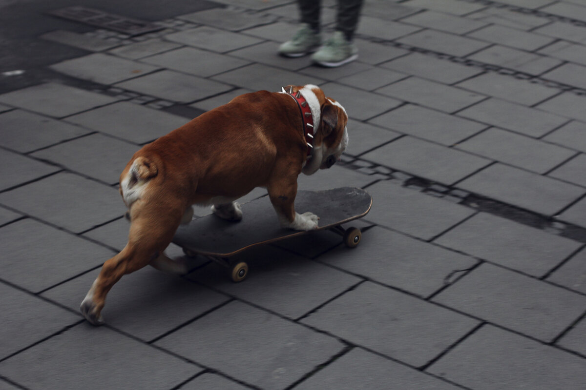 Собака ездит попой по полу причины. Английский бульдог на скейте. Riding Dog.