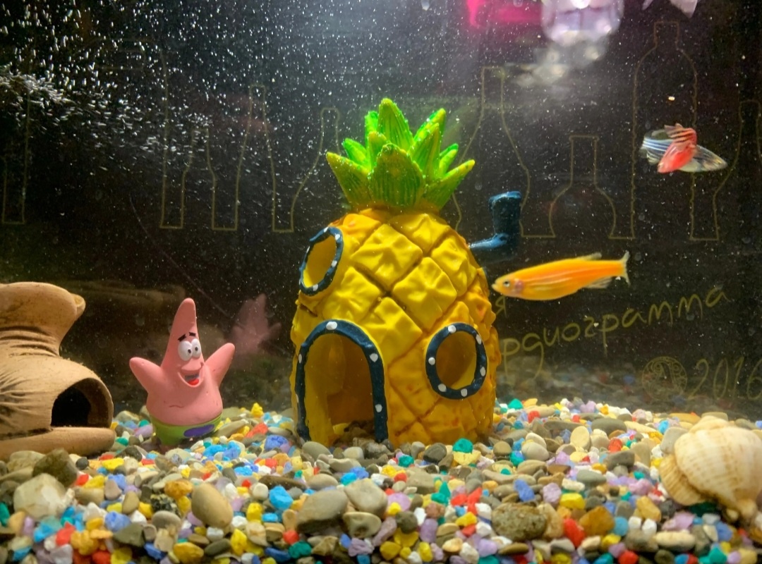 Как можно быть грустным, когда наблюдаешь на такую картину?🙂