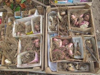 Изображение для иллюстрации, взято из открытых источников