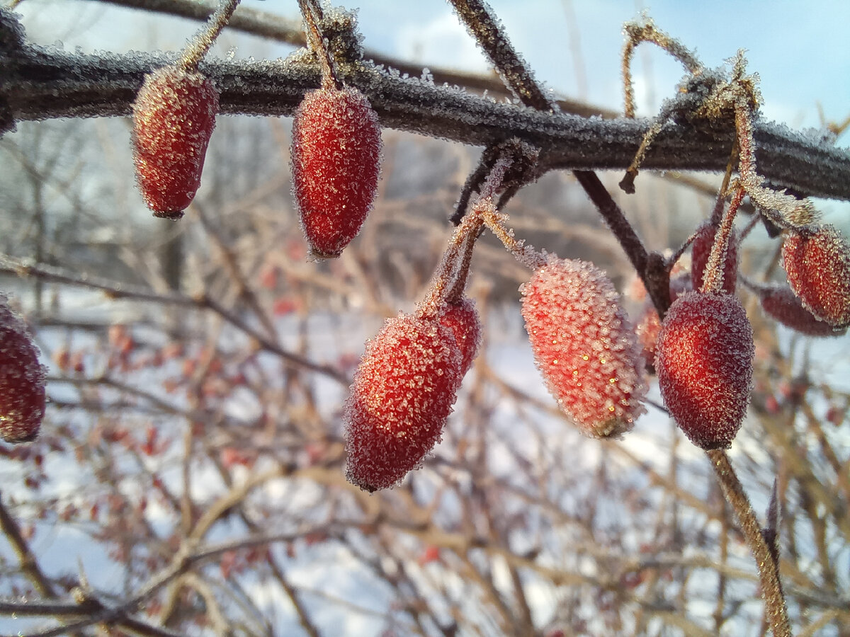 Фото из архива автора, для хорошего зимнего настроения