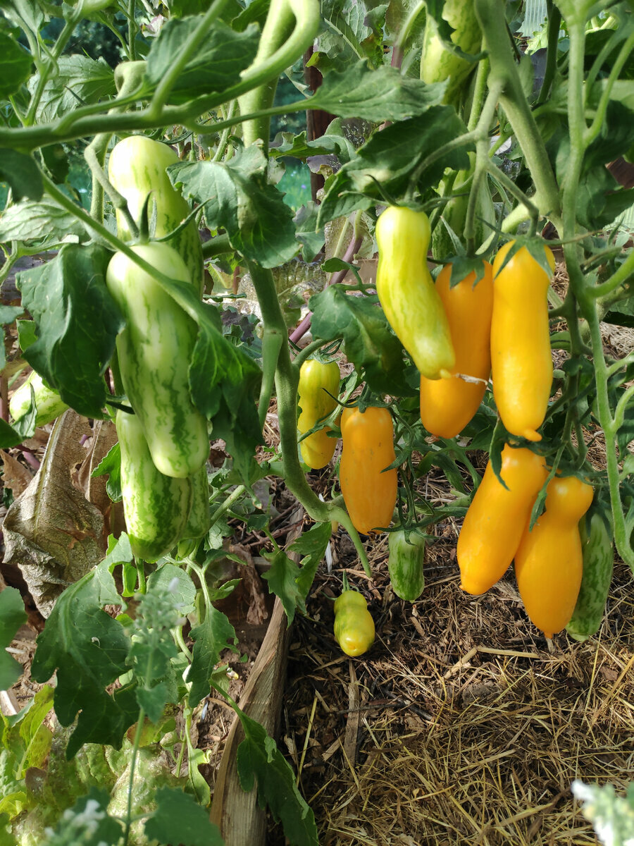 Добавьте описание