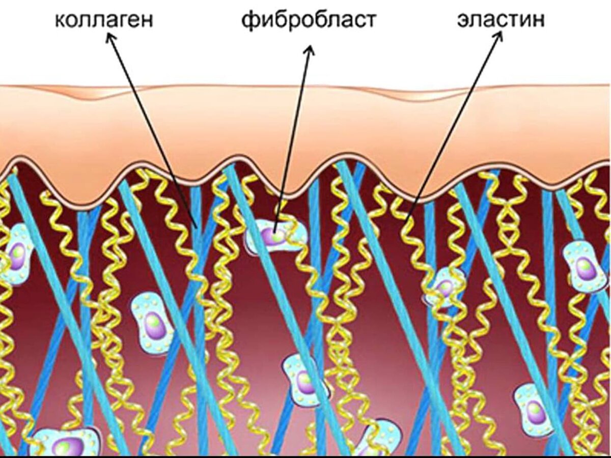 Коллаген какая клетка