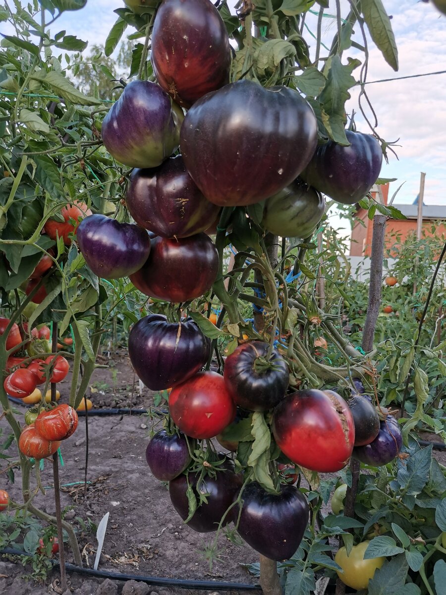 Сержант Пеппер 