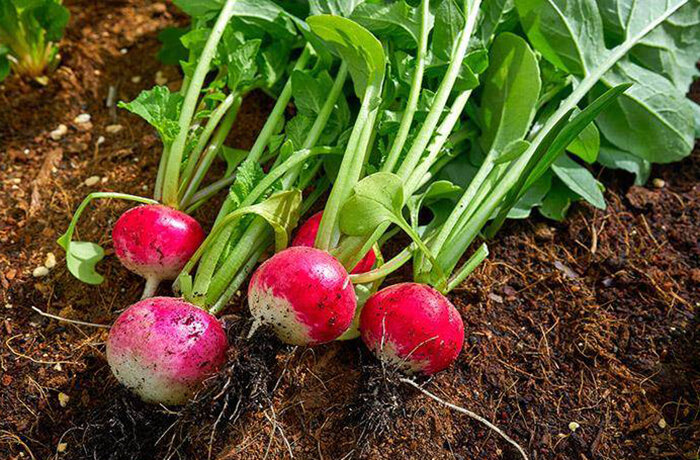 Источник фото: shutterstock.com 