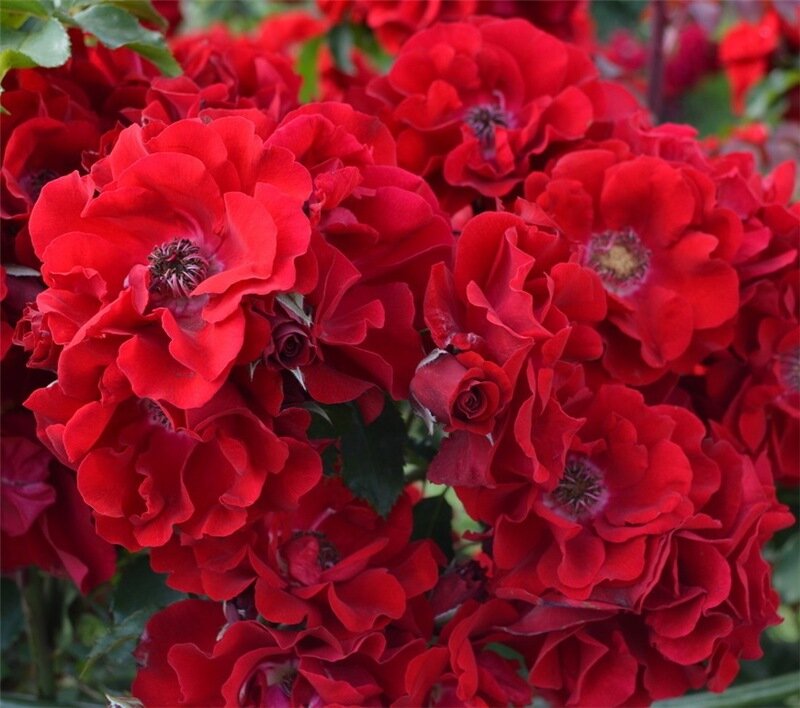 Роза Ротер Корсар (Roter Korsar), yarportal.ru