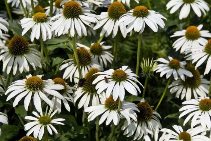 Сорта белой эхинацеи с фото