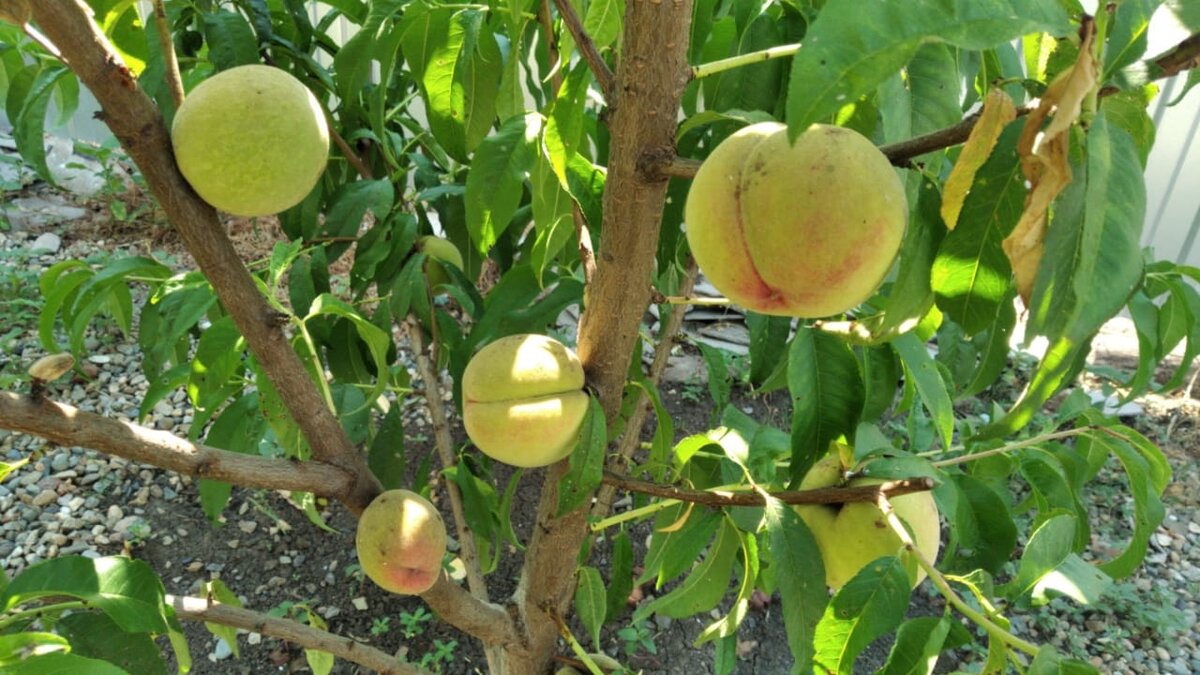 Персики! Посадили год назад, в этом году уже кушали!