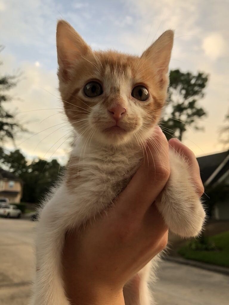 Котенок. Источник фото: https://www.pinterest.es/pin/290271138479196612/