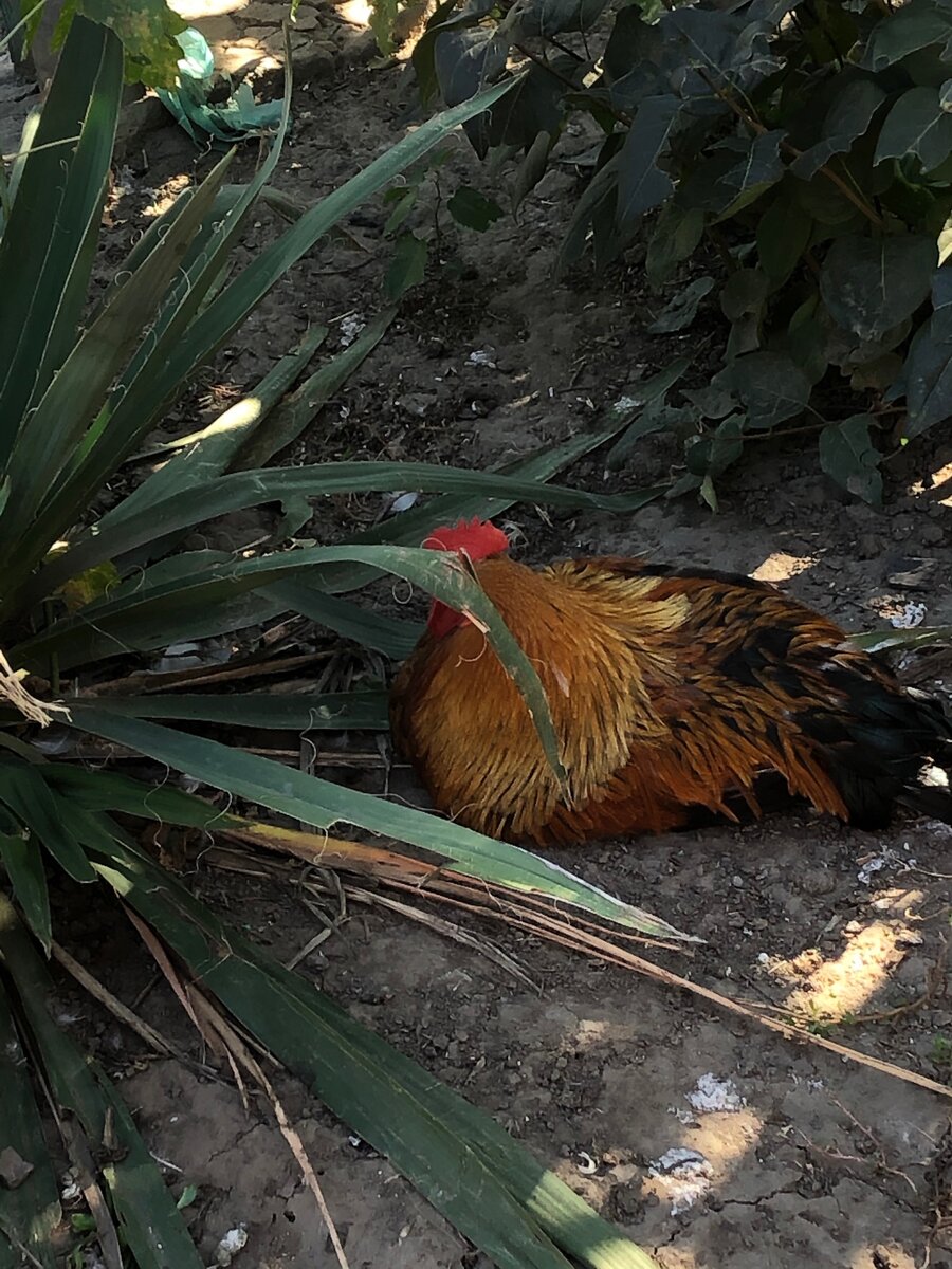 Петушок прячется от жары.