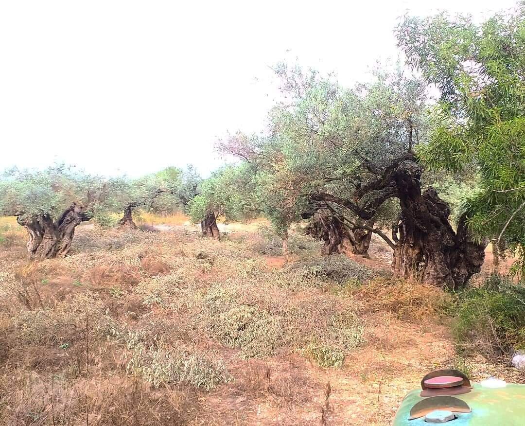 Оливы в Сения. Фото Фото amador.pesetcelma