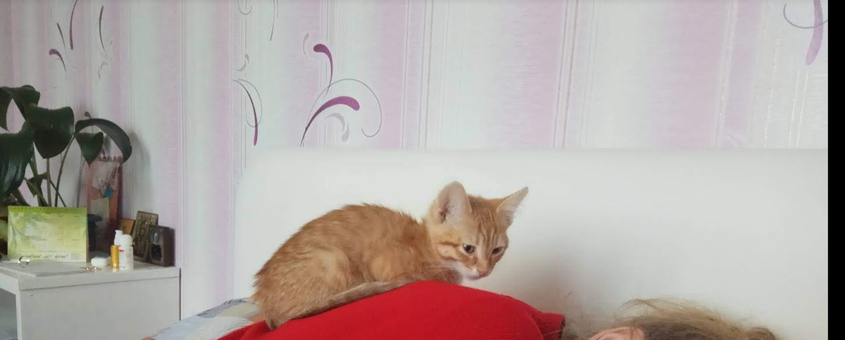 Котенок Арчи.