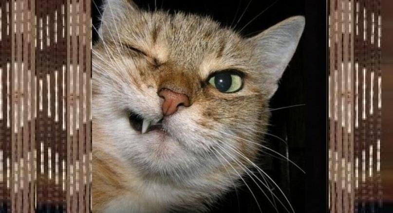 Всё кушай да кушай! А щёточками поработать?