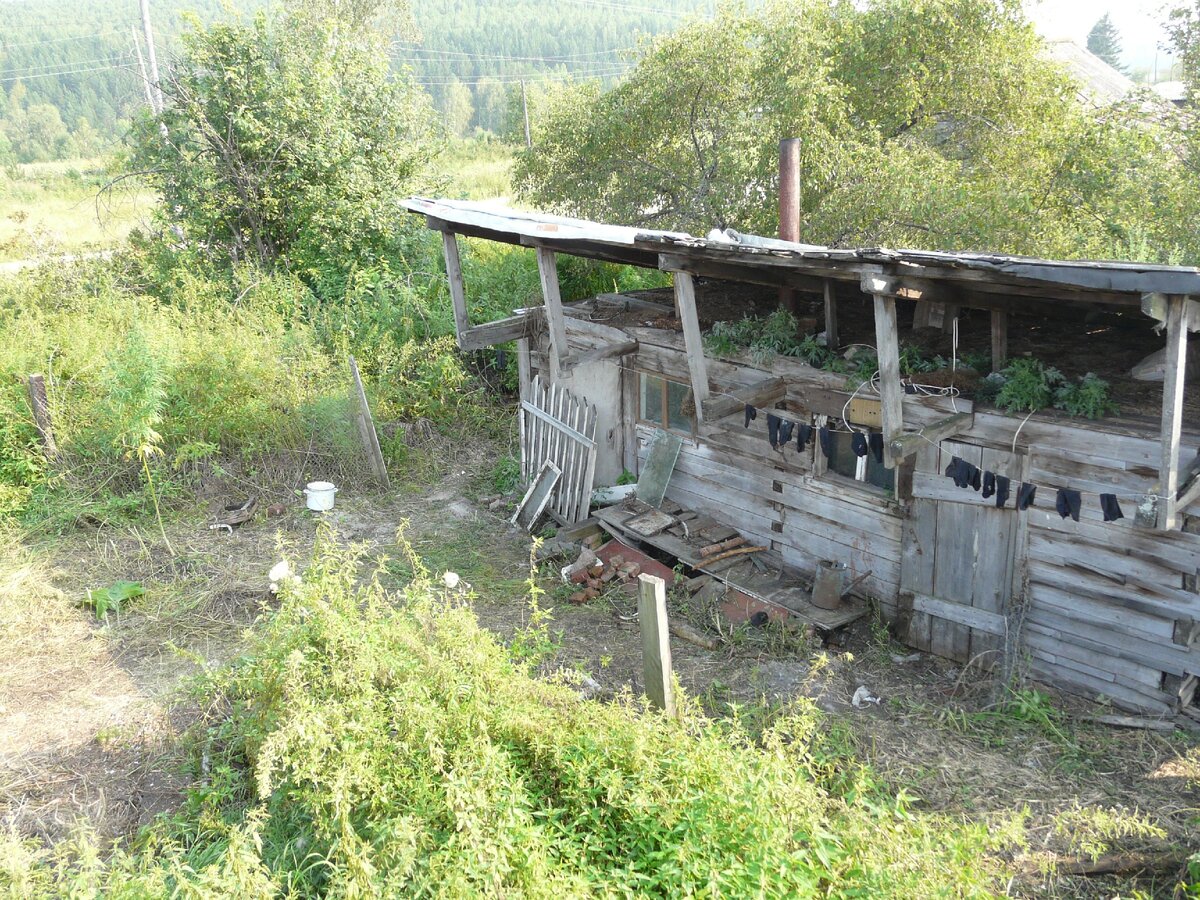 Травы становится всё меньше. Фото автора.