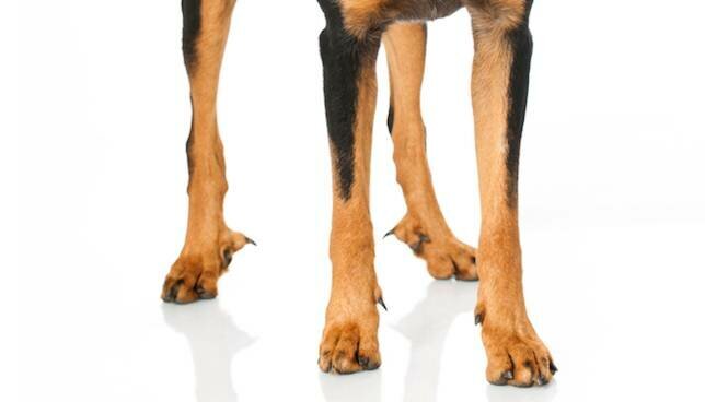 Немецкая овчарка