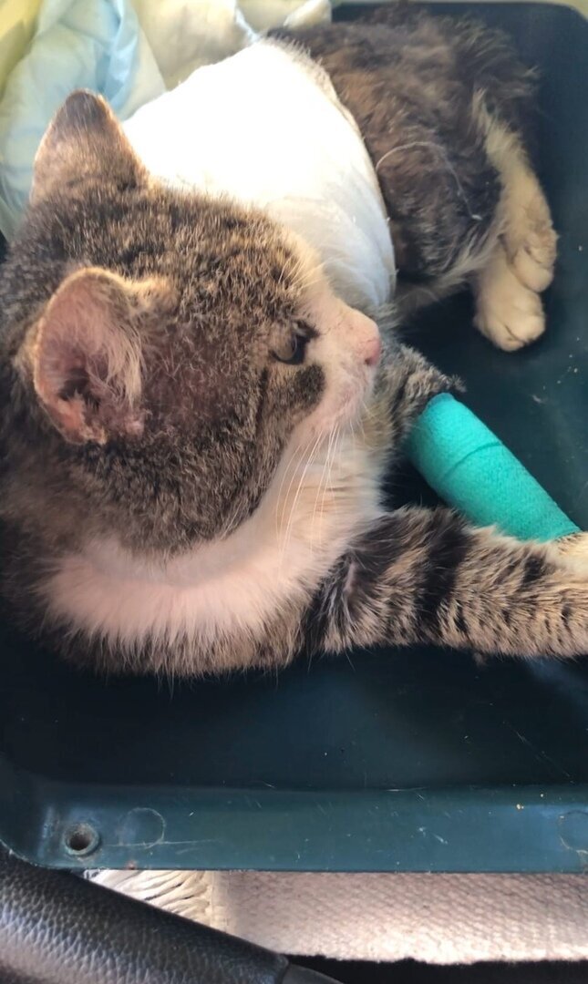 Амур после операций