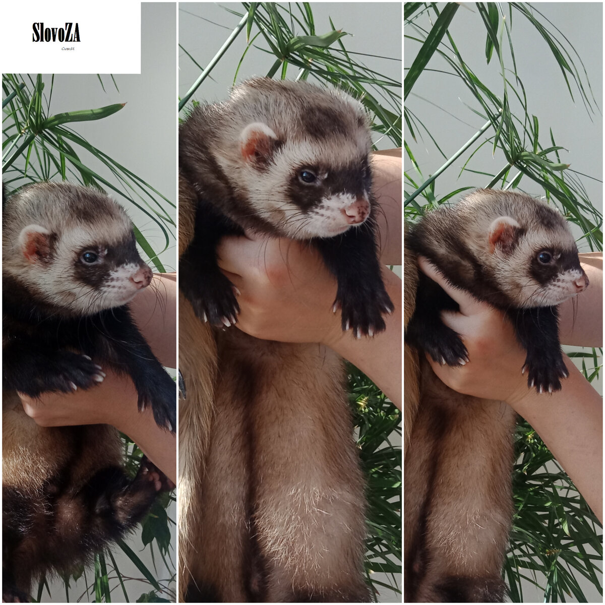 Домашний хорек, Треш