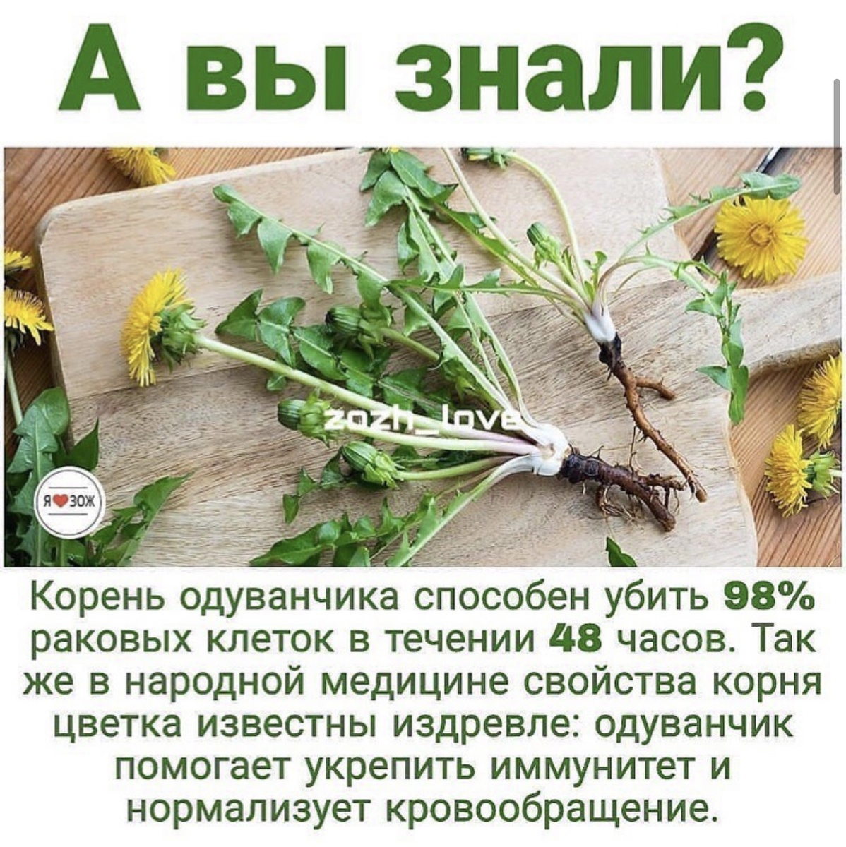 Корень одуванчика 