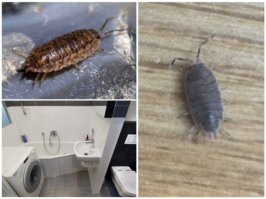 Мокрицы обычно серого цвета