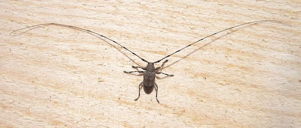 Вот это я понимаю — солидный пропуск в трусики. 