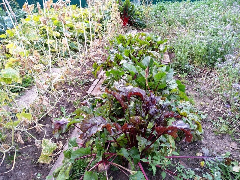 Грядка со свеклой