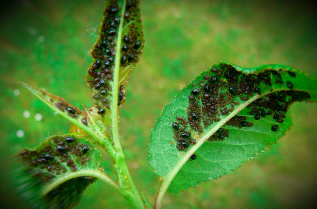 Тля всегда опасна.