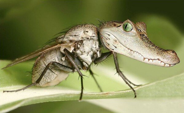                                                                         Милый крокодильчик