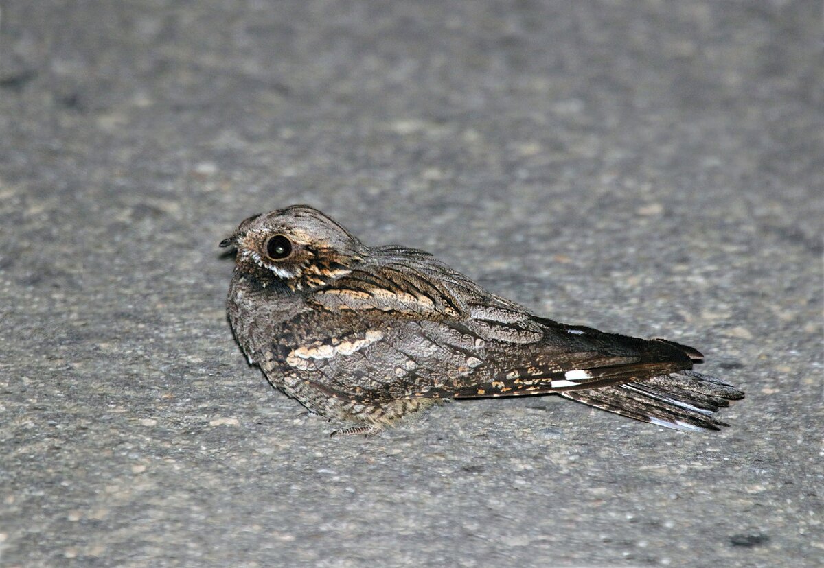 Козодой (Фото Стрижова Светлана)