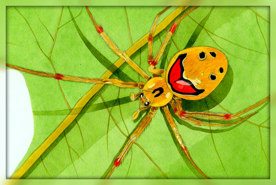 Theridion grallator. Источник: Яндекс картинки.