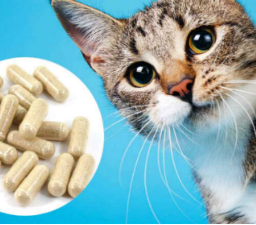 Пробиотики для кошек: как выбрать самые эффективные среди многообразия предложений