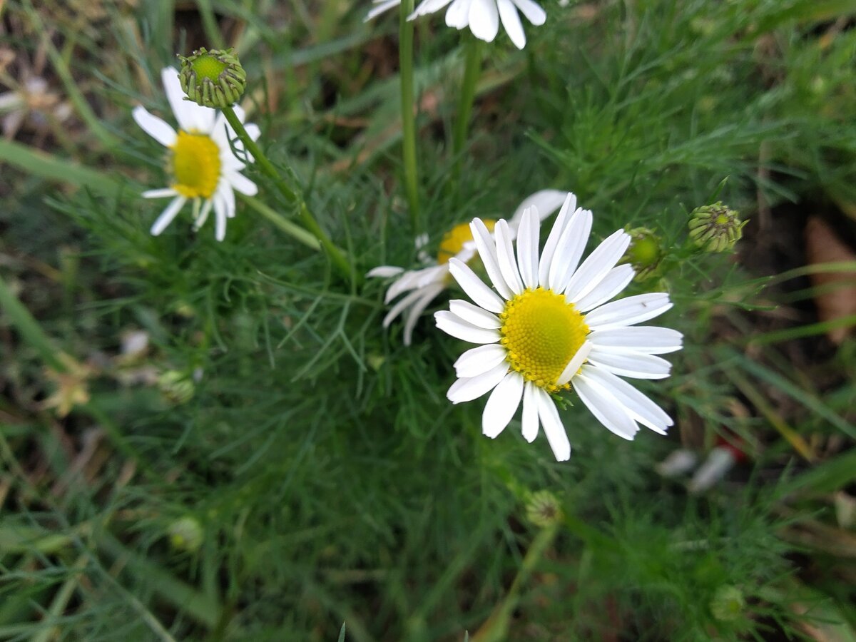 пришкольные ромашки