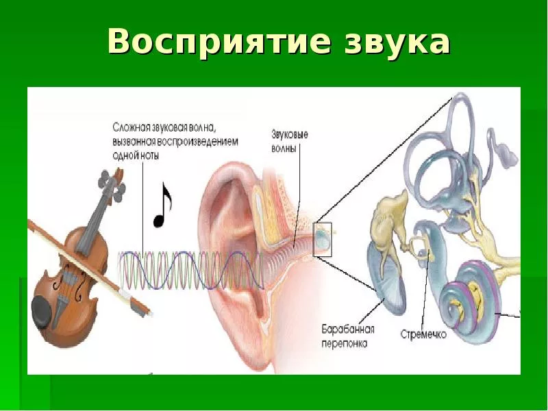 Орган слуха и шум. Процесс восприятия звука ухом человека. Как человек воспринимает звук. Восприятие звука. Схема восприятия звука.