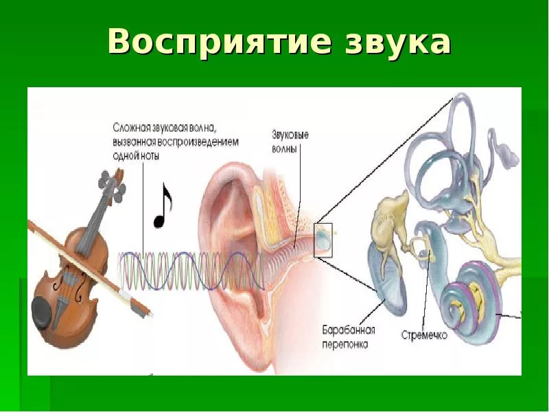 Орган воспринимающий звук