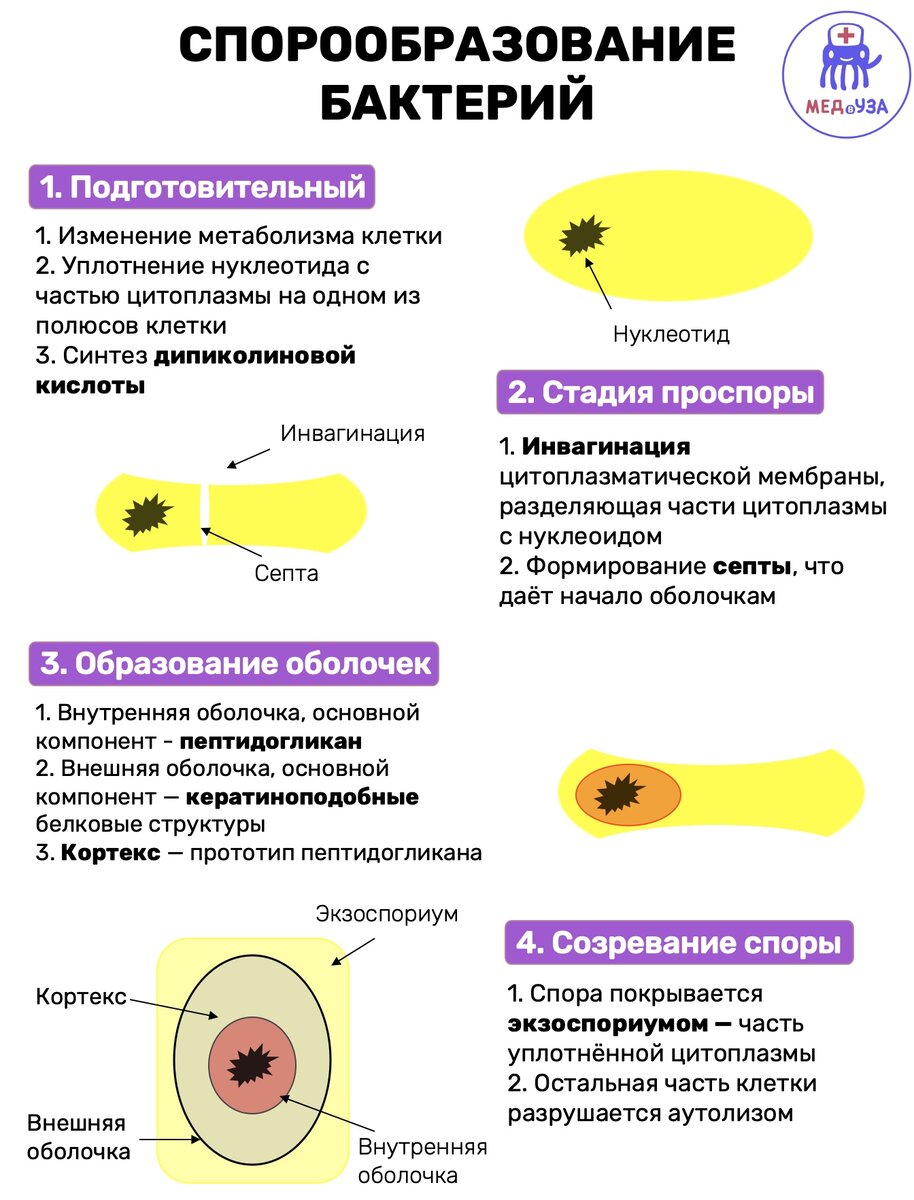 Спора состоит из. Процесс спорообразования у бактерий. Основные стадии спорообразования у бактерий. Образование спор у бактерий микробиология. Механизм образования спор у бактерий.