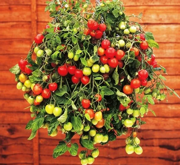 Ампельный томат неизвестного сорта