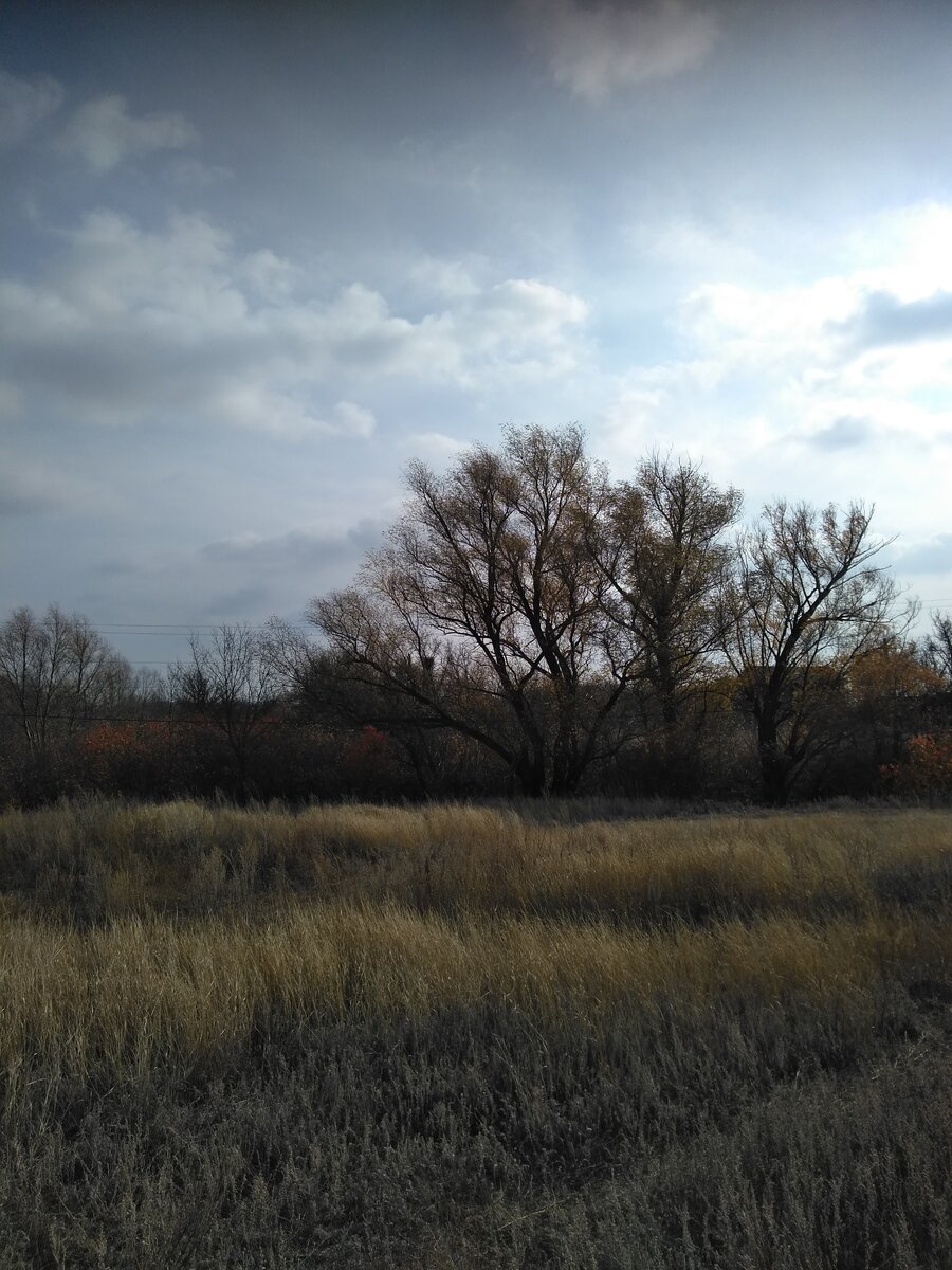 Кстати поблизости я уже копал, но вот в балку спустился только вчера. Кроны деревьев довольно большие, да и стволы в обхвате очень толстые.