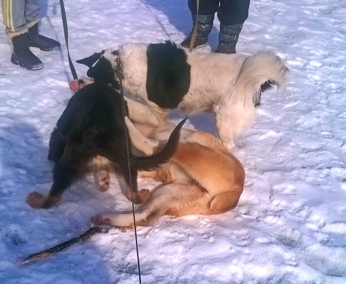 Лерчик со щенками