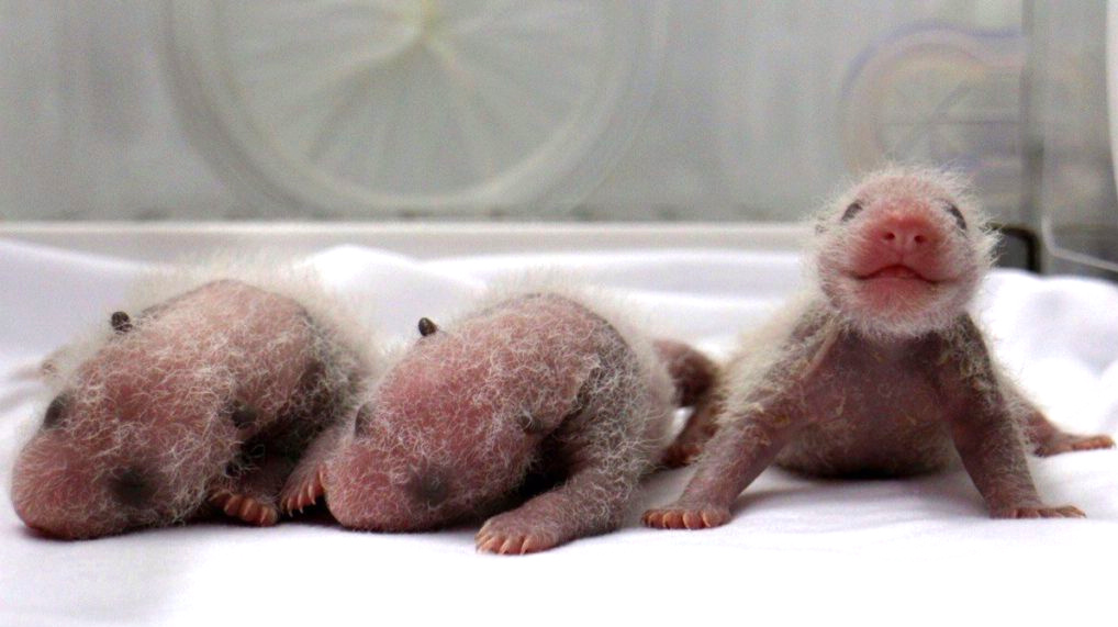 Кто записывался на депиляцию? Мужчина, заползайте!