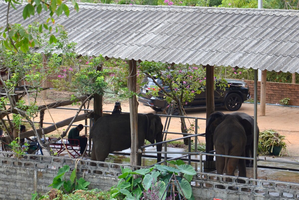 Вид на слоновий питомник прямо с крыльца нашего райского бунгало на Ко Чанге. Фото автора.
