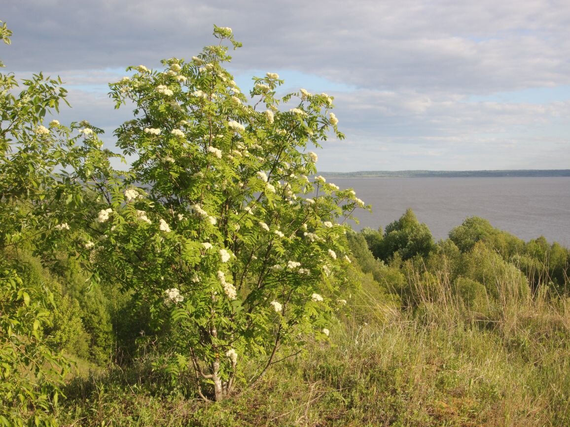 Рябина во время цветения. Фото: Александр Лебедев, plantarium.ru