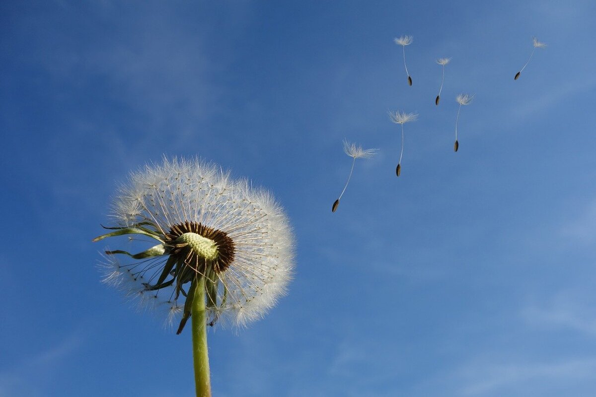 Изображение Michael Schwarzenberger с сайта Pixabay 