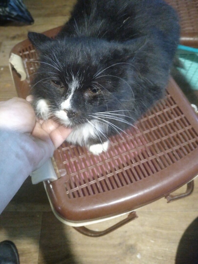 Кошечка из усыпалки Любава