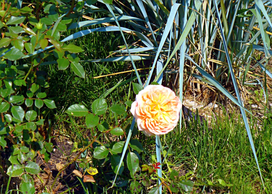 Розы и злаки