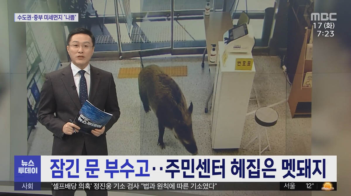 В Южной Корее кабаны приходят в офисы греться // MBCNEWS, Южная Корея